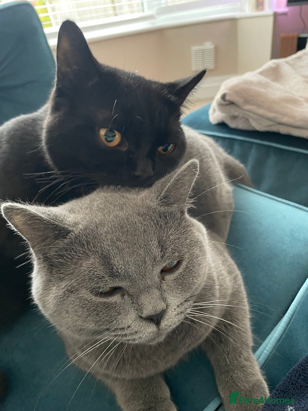 British Shorthair cats for sale: 4 year old BSH Fudge- sold as a pair - Image 2