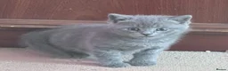 British Shorthair cats for sale: BSH tabby’s  - Advert 6