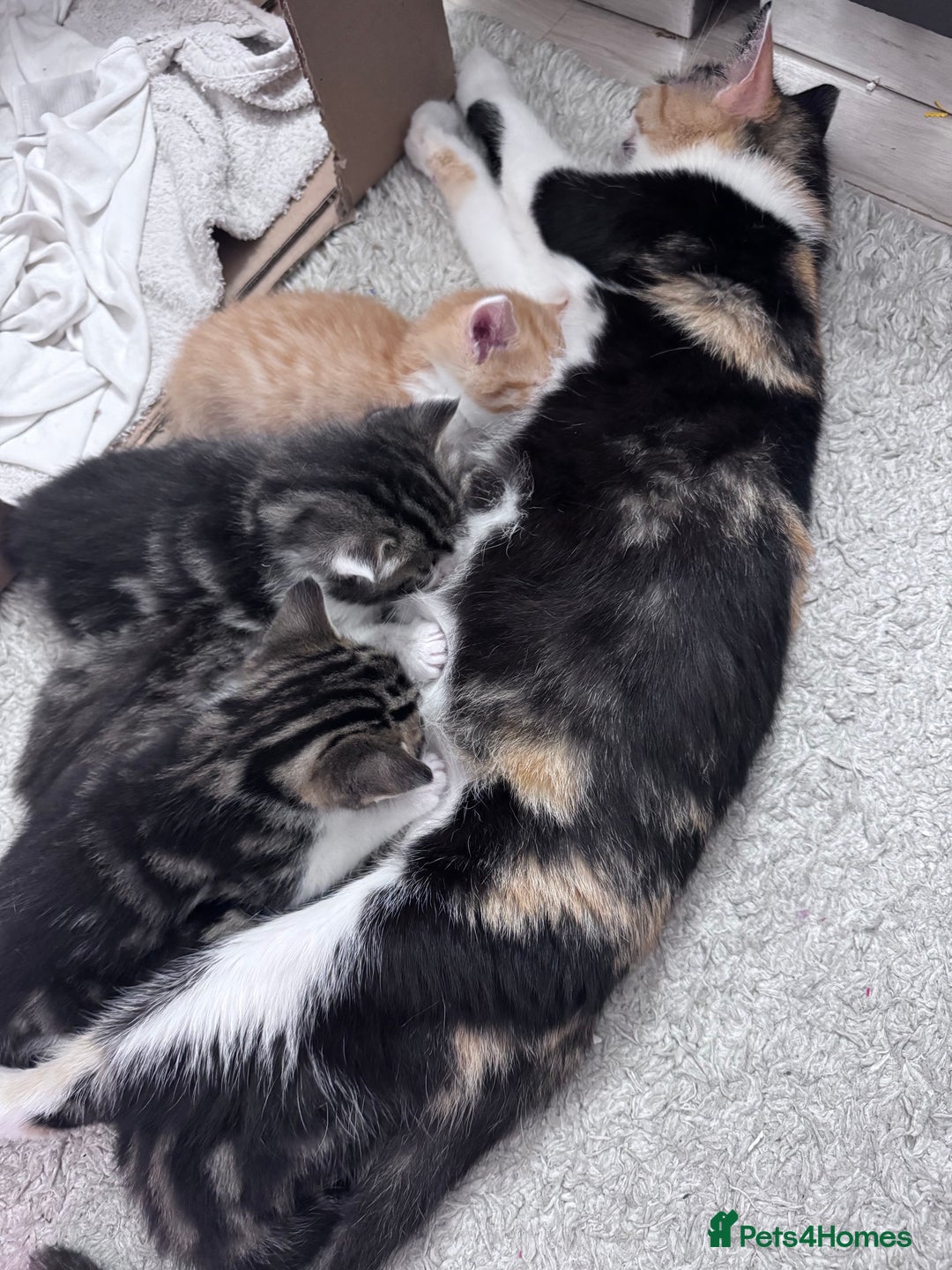Mixed Breed cats for sale: Cute kittens looking for nice home  - Image 7