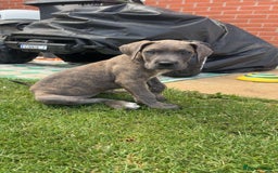 Mixed Breed dogs for sale: Italian Daniff Pups  - Image 6