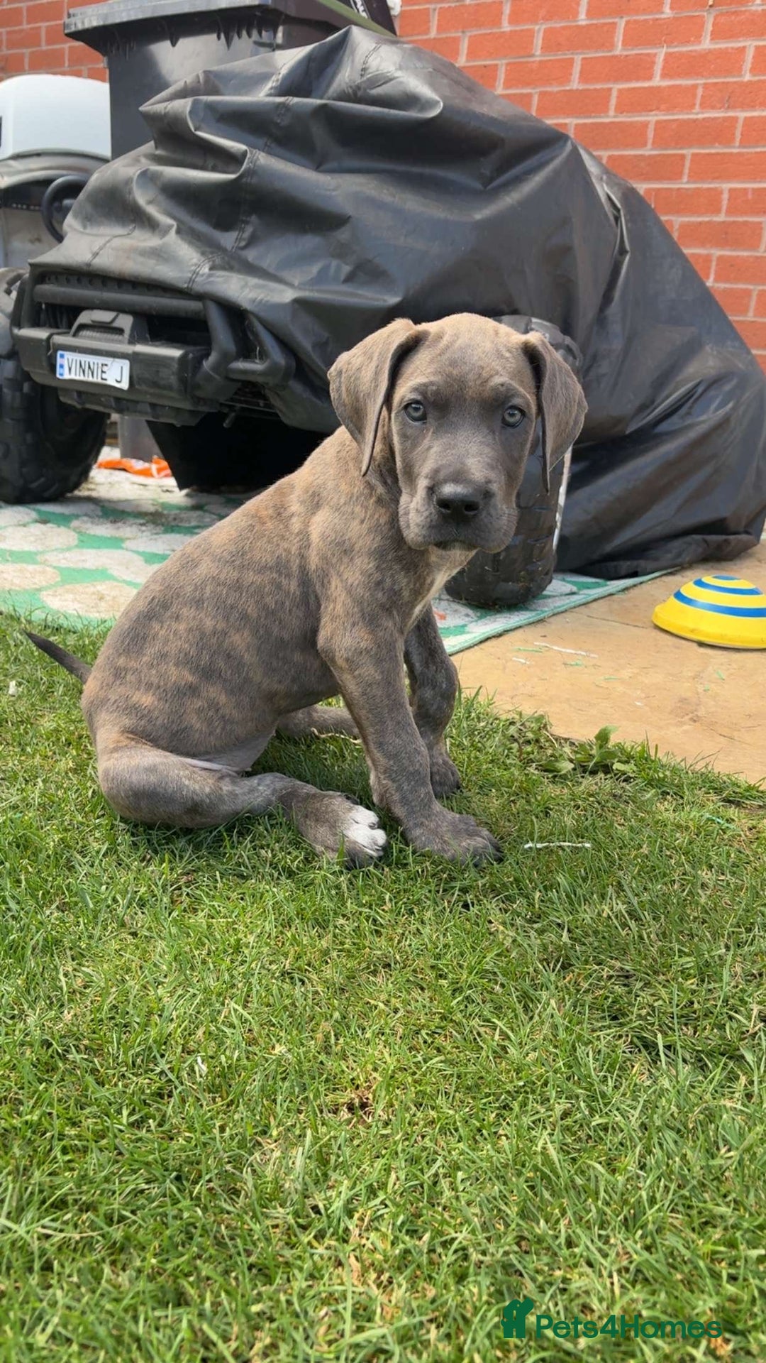 Mixed Breed dogs for sale: Italian Daniff Pups  - Image 6