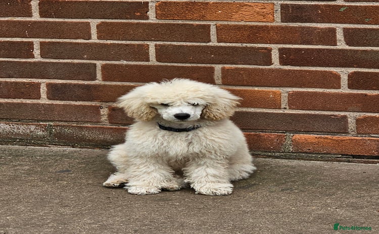 Miniature Poodle dogs - Advert 5