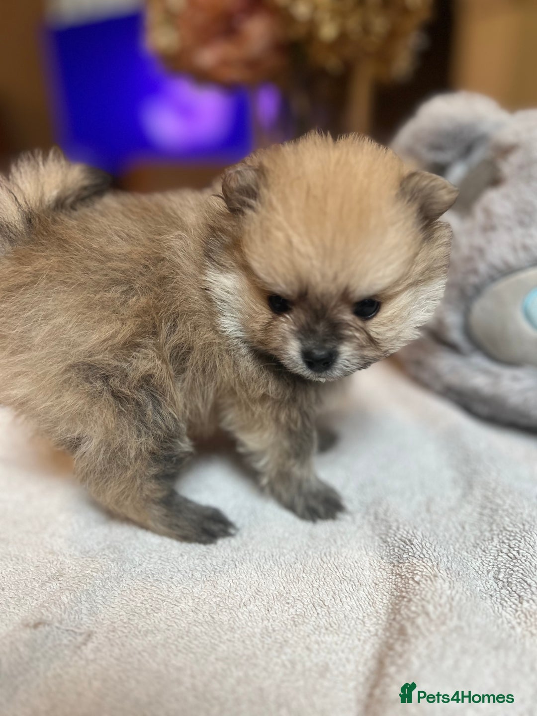 Pomeranian dogs for sale: Pomeranian puppies to die for - Advert 14