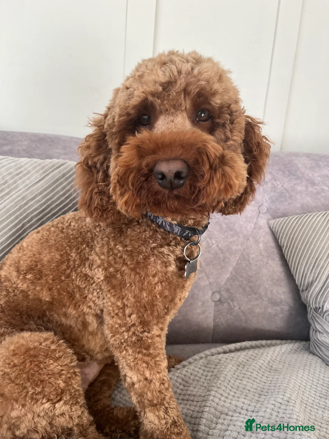 Mixed Breed dogs for stud: Teddy the Cockapoo - STUD  - Advert 1