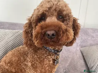 Mixed Breed dogs Teddy the Cockapoo - STUD - Advert 3