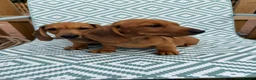 Miniature Dachshund dogs for sale: 5 Mini Smooth & 1 Mini Long Haired Dachshunds - Advert 5