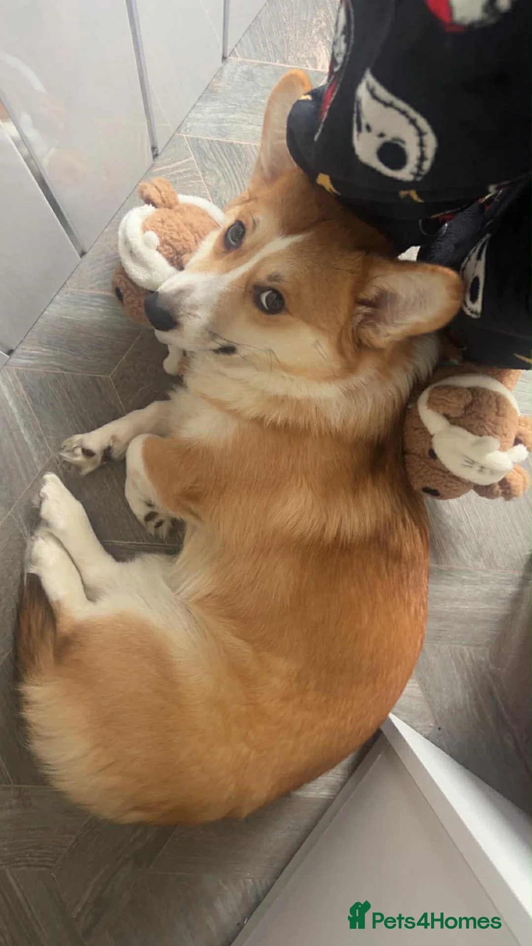 Welsh Corgi Pembroke dogs for sale: Welsh Pembrokeshire corgi  - Advert 4