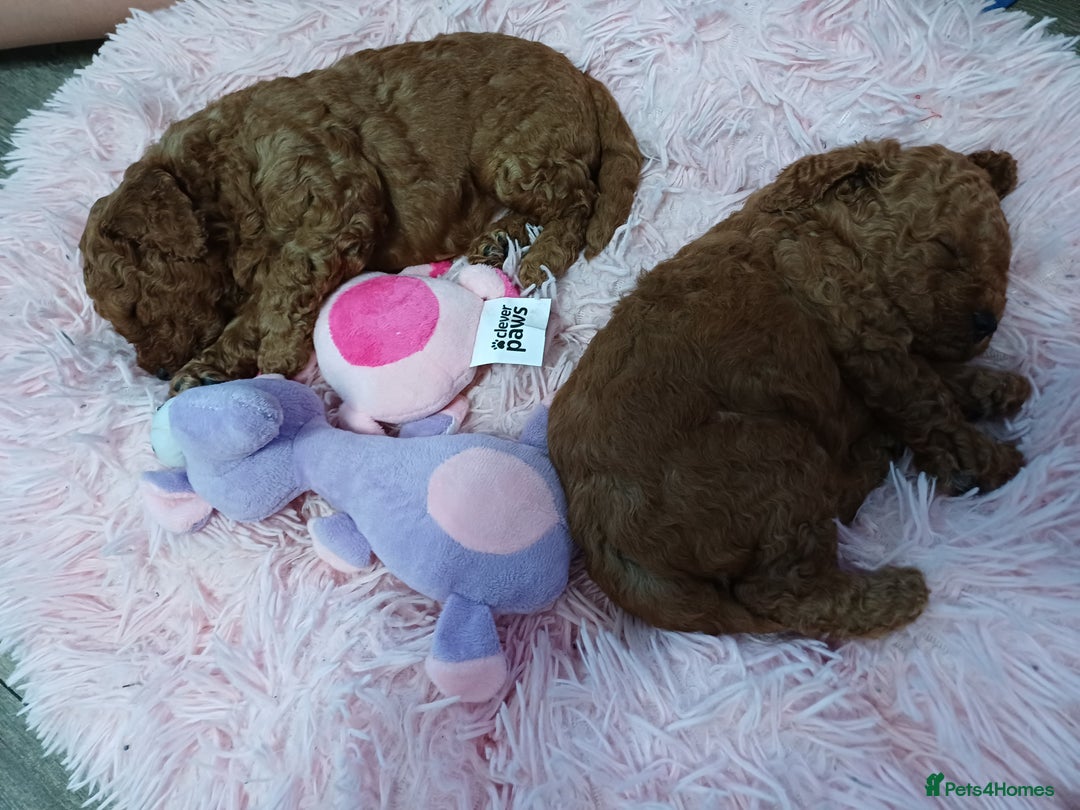 Cavapoo dogs for sale: Gorgeous Fox Red Toy Cavapoos - Image 4