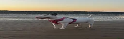 English Bull Terrier dogs for sale: Champion Bloodlines English Bull Terriers. - Advert 8