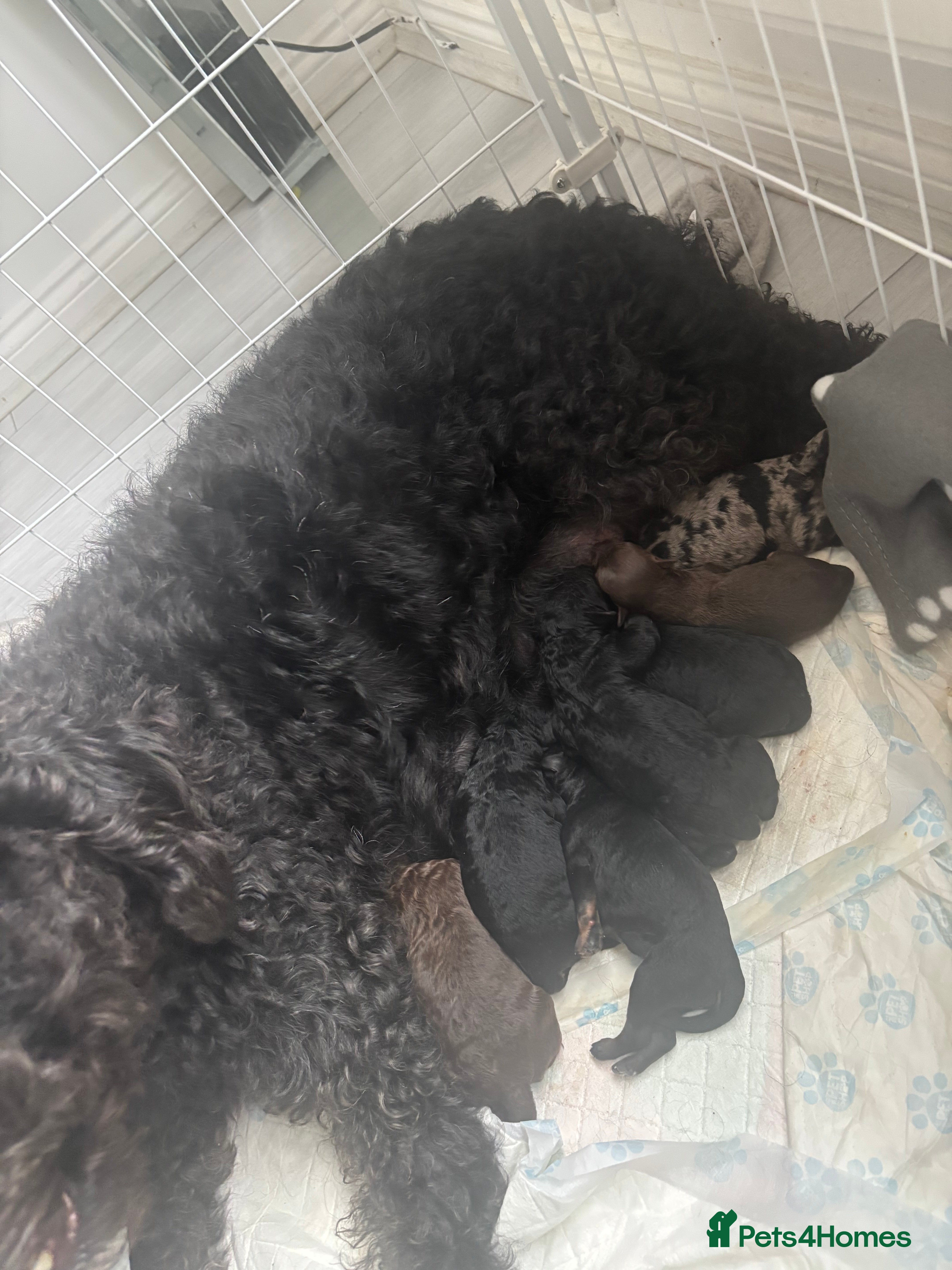 Labradoodle dogs Miniature labradoodles for sale  - Advert 2