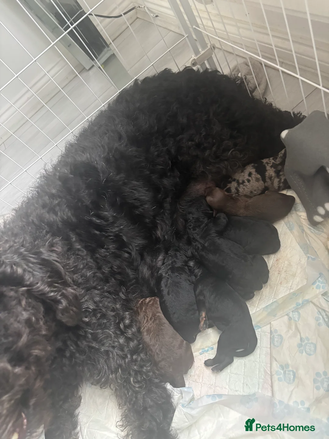 Labradoodle dogs for sale: Miniature labradoodles for sale  - Advert 1