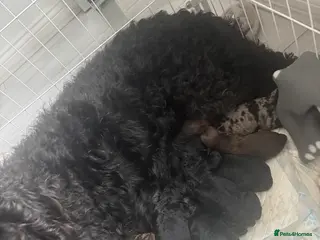 Labradoodle dogs Miniature labradoodles for sale - Advert 4