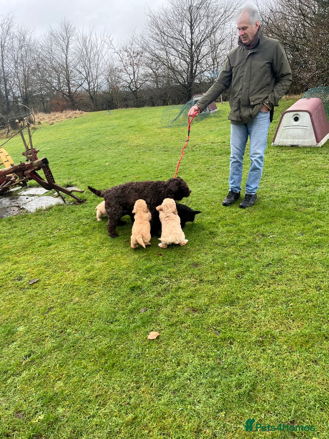 Labradoodle dogs for sale: Beautiful healthy Labradoodle Puppied - Advert 8