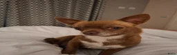 Chihuahua dogs for sale: Beautiful Smooth Coat Chihuahua - Advert 9