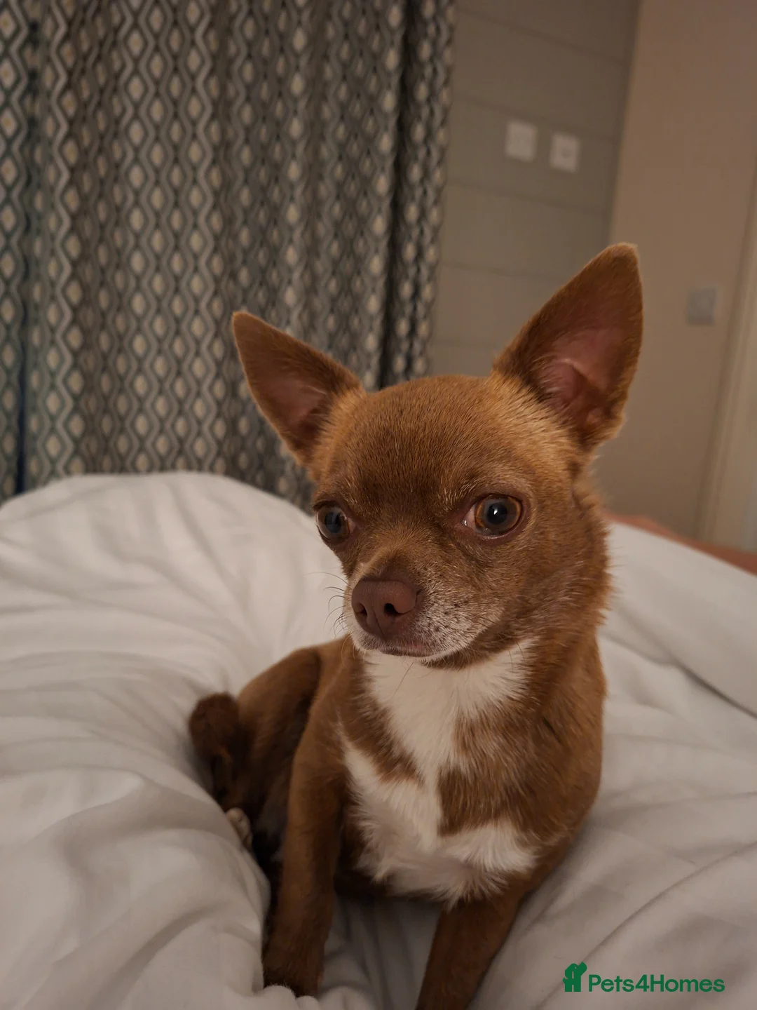 Chihuahua dogs for sale: Beautiful Smooth Coat Chihuahua - Advert 9