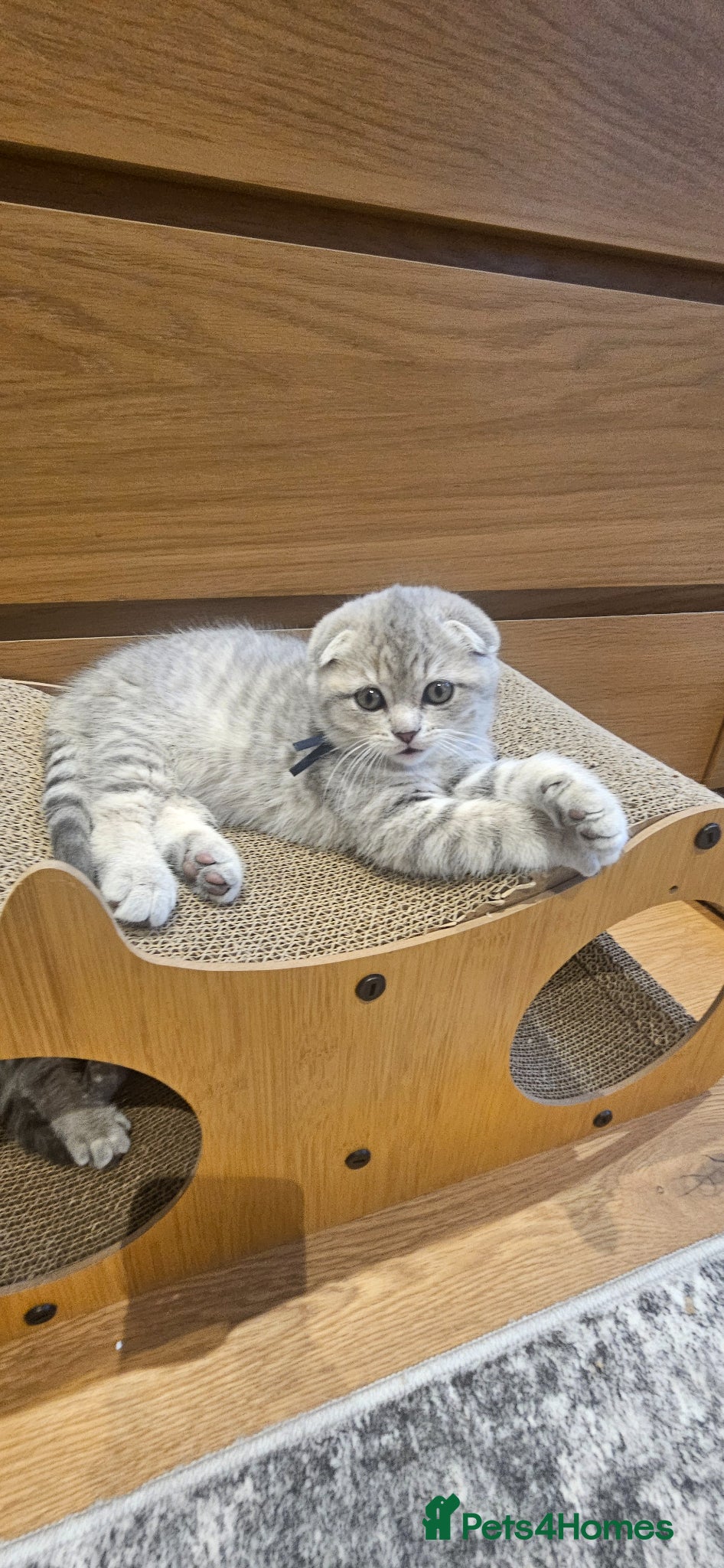 Scottish Fold cats CUTE PEDIGREE KITTENS LOOKING FOR LOVING HOMES  - Advert 1