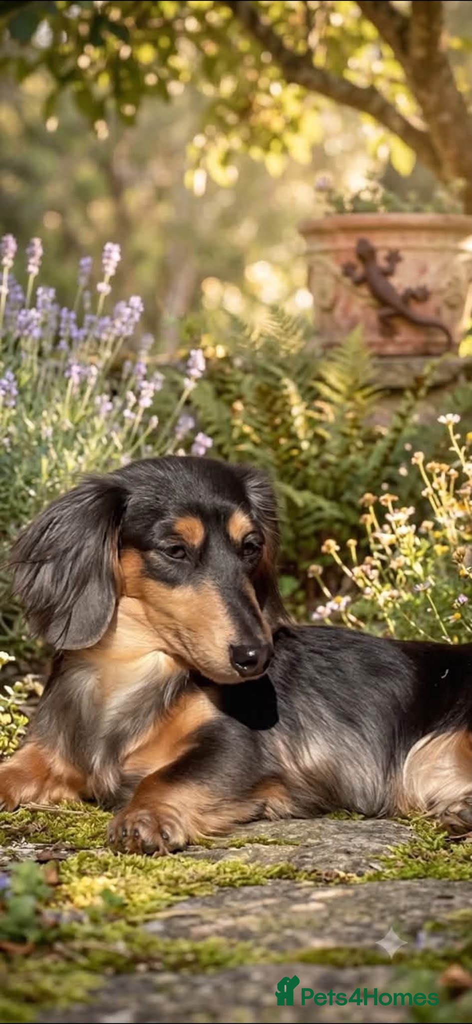 Miniature Dachshund dogs Blue + Tan Piebald Long Haired Miniature Dachshund - Advert 13