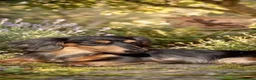 Miniature Dachshund dogs for sale: Blue + Tan Piebald Long Haired Miniature Dachshund - Advert 1