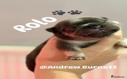 French Bulldog dogs for sale: Chunky French bulldog puppies  - Image 31