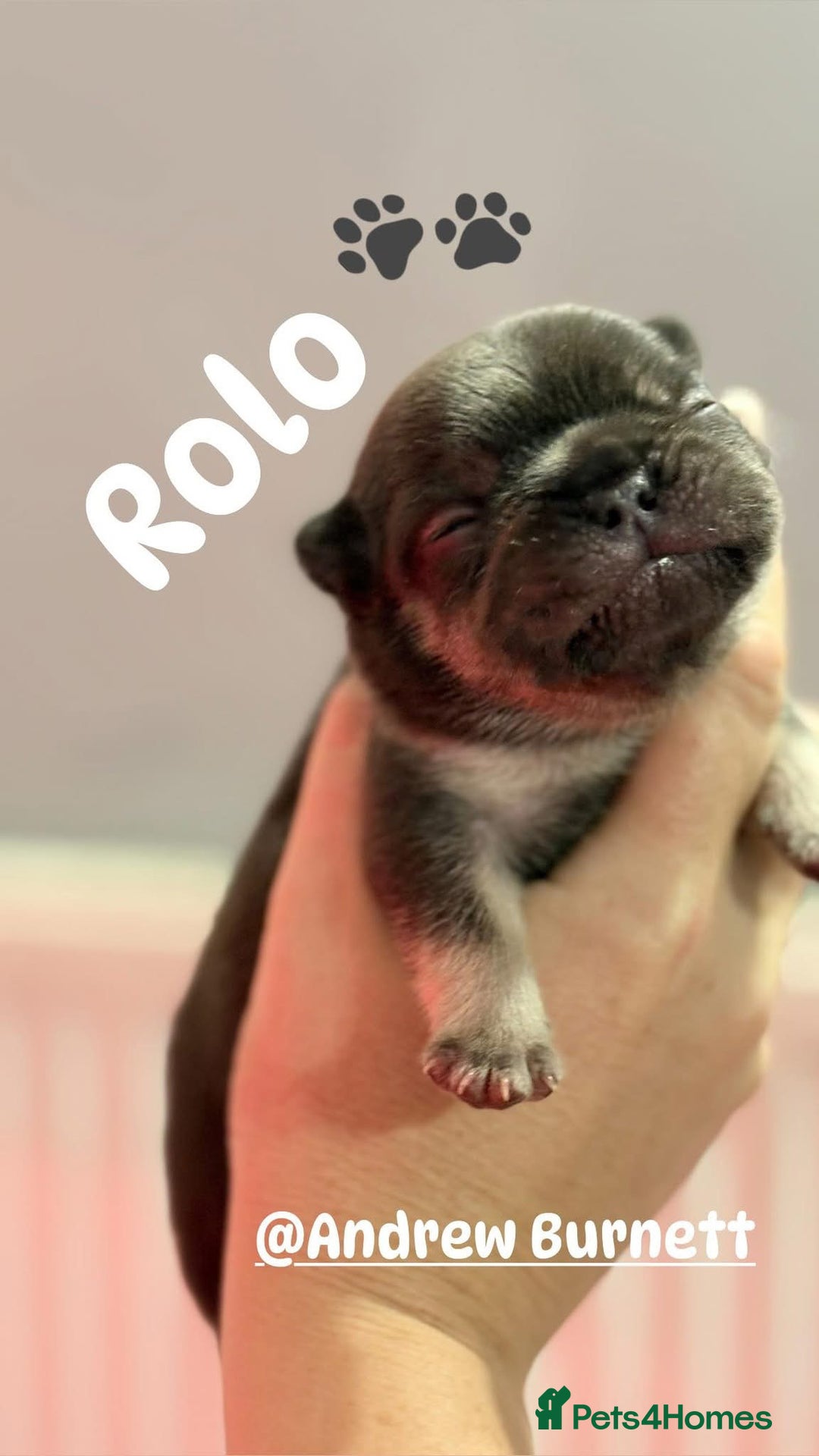 French Bulldog dogs for sale: Chunky French bulldog puppies  - Image 31