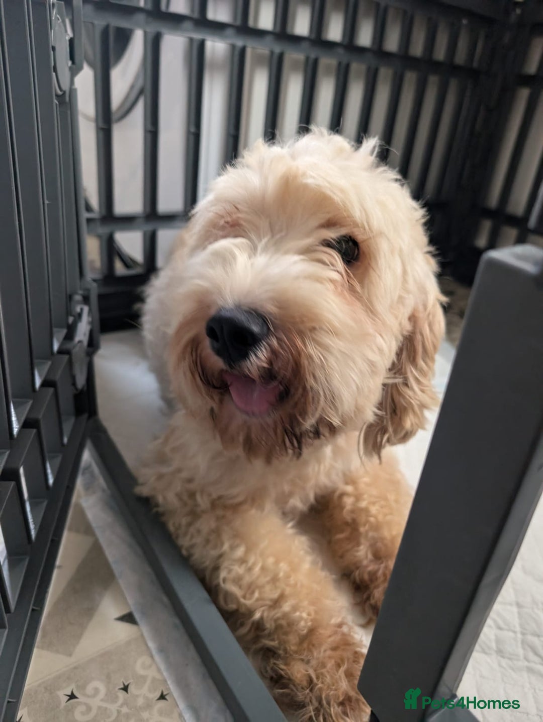 Cavapoochon dogs for sale: Rare Cavapoochons Home Raised PRA clear - Advert 5