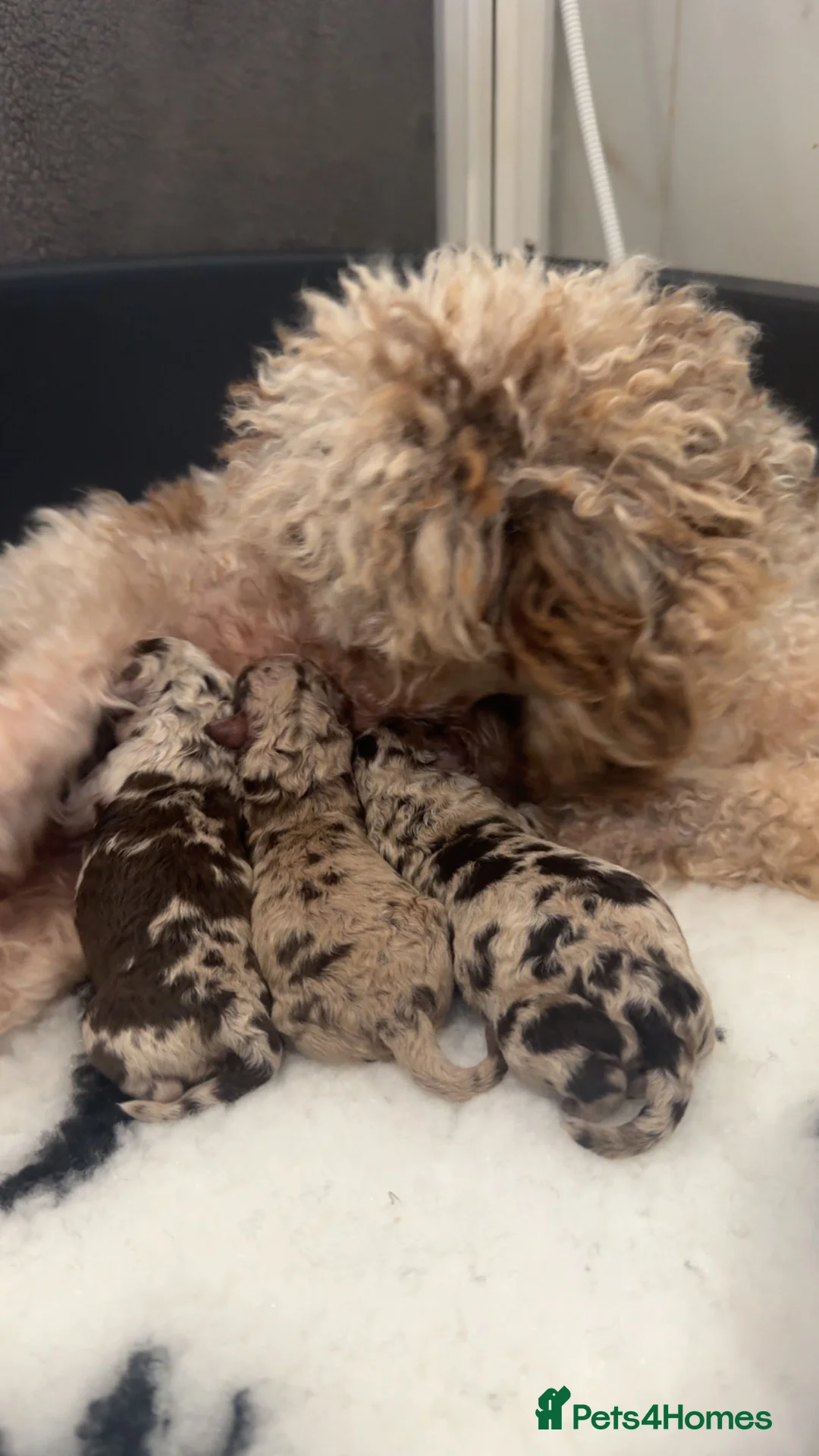 Toy Poodle dogs for sale: CHOCOLATE MERLE Toy Poodles 🍫 🐩  - Advert 2
