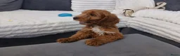 Cockapoo dogs for sale: Red and apricot cockedpoo puppys - Advert 5