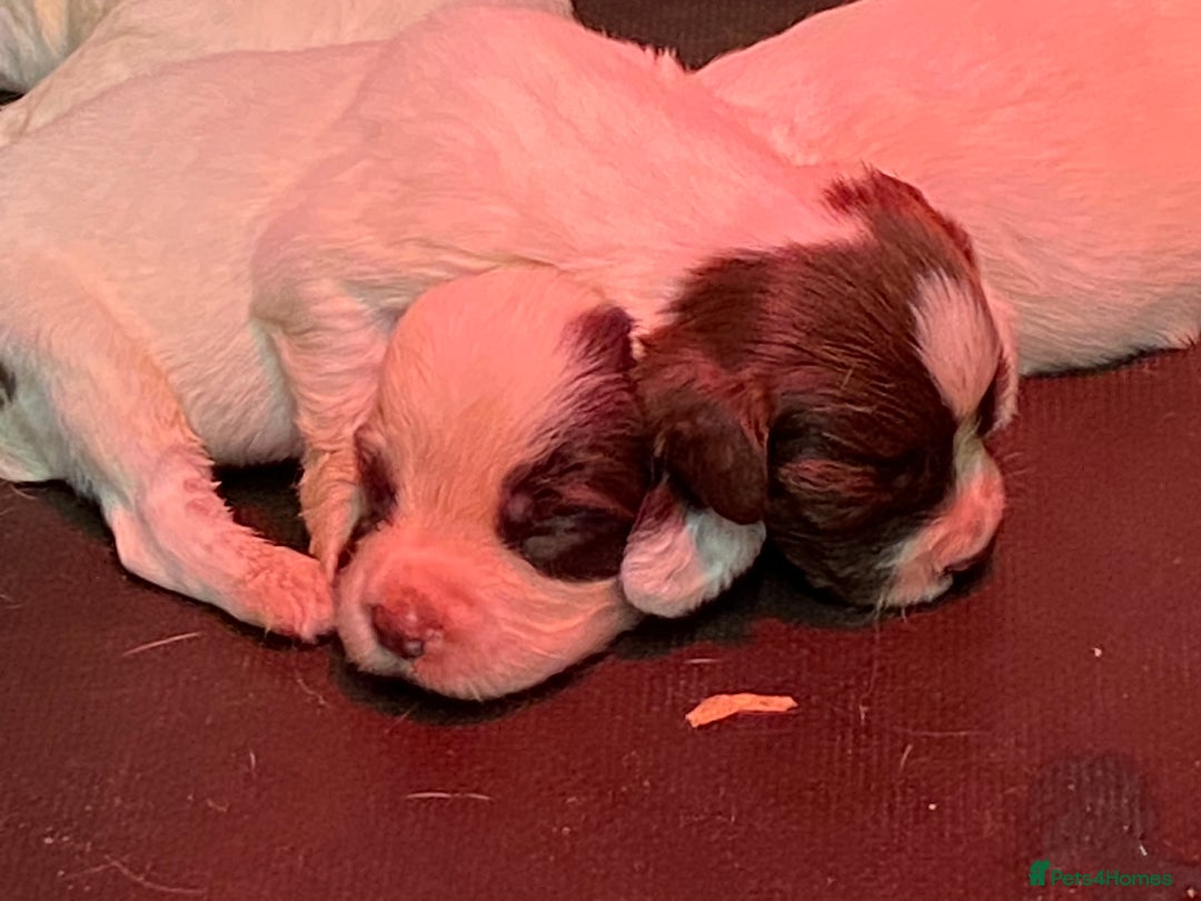 English Springer Spaniel dogs for sale: SPRINGER SPANIEL PUPPIES - Advert 2