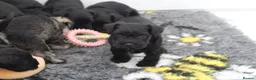 Miniature Schnauzer dogs for sale: 🌟 Exceptional KC Miniature Schnauzer Puppies 🌟 - Advert 23