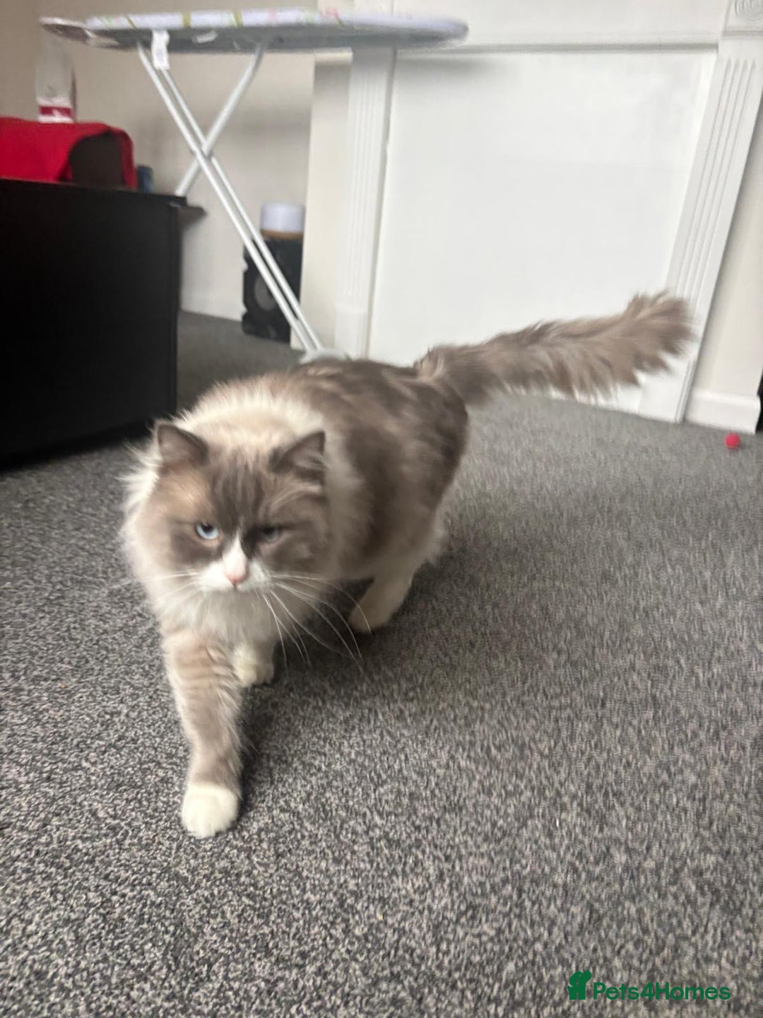 Ragdoll cats for sale: 💙 Stunning 2-Year-Old GCCF Registered Ragdoll Boy - Advert 7