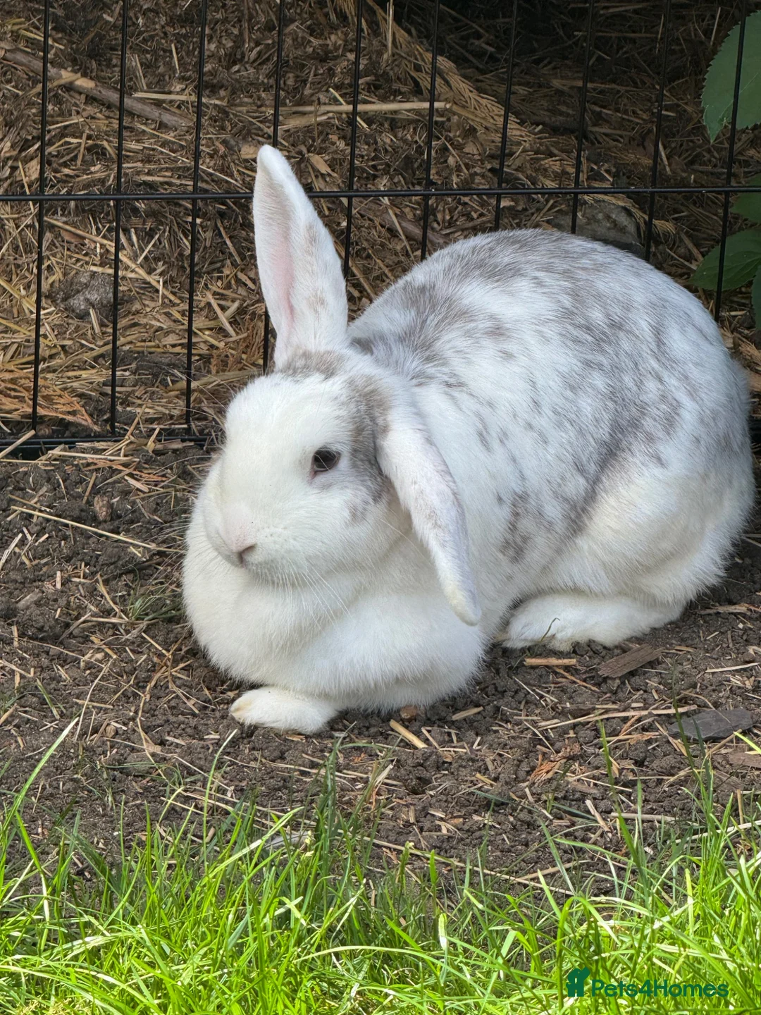 Mixed Breed rabbits for sale: Rabbits  - Advert 2