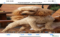 Cavapoo dogs for sale: Dark Ruby Cavapoo girl puppy - Image 3