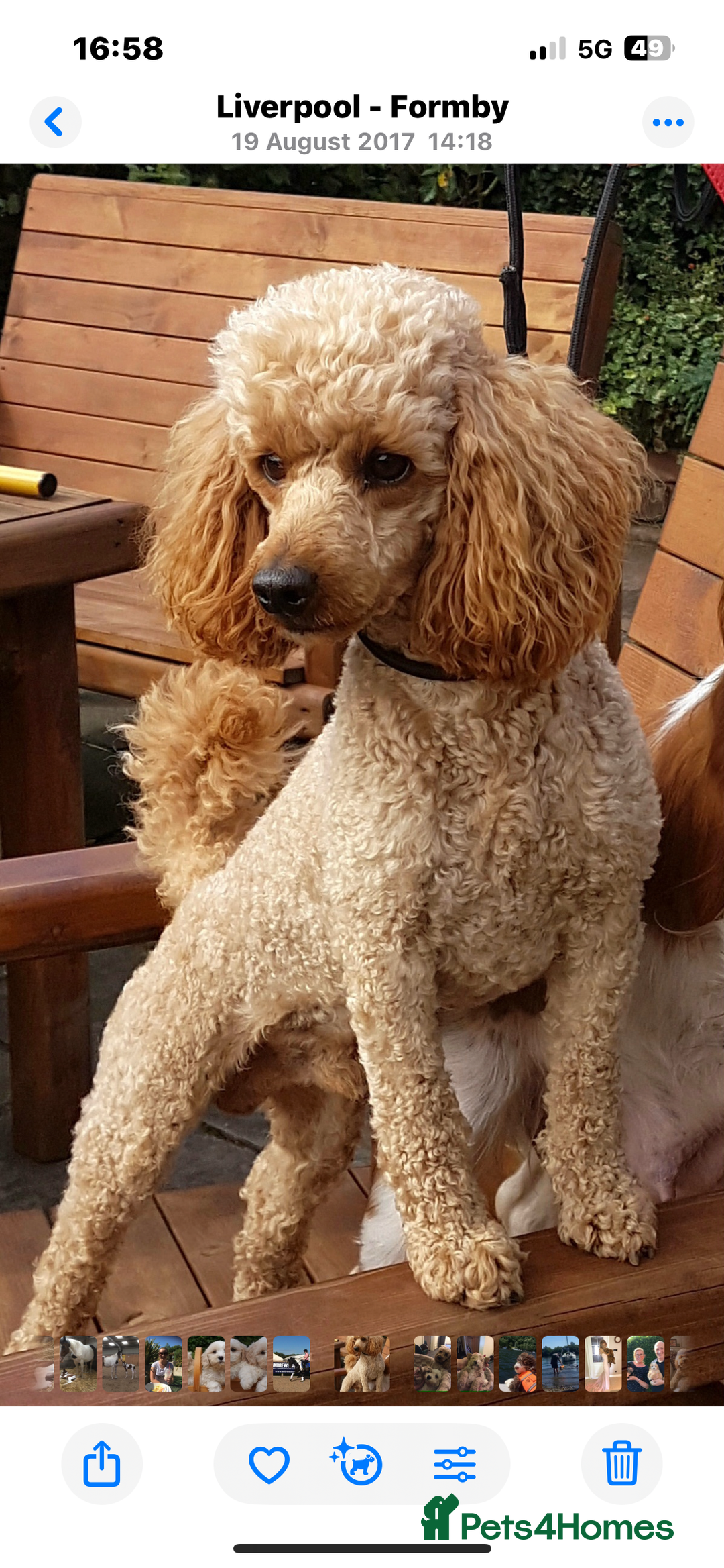 Cavapoo dogs for sale: Dark Ruby Cavapoo girl puppy - Image 3