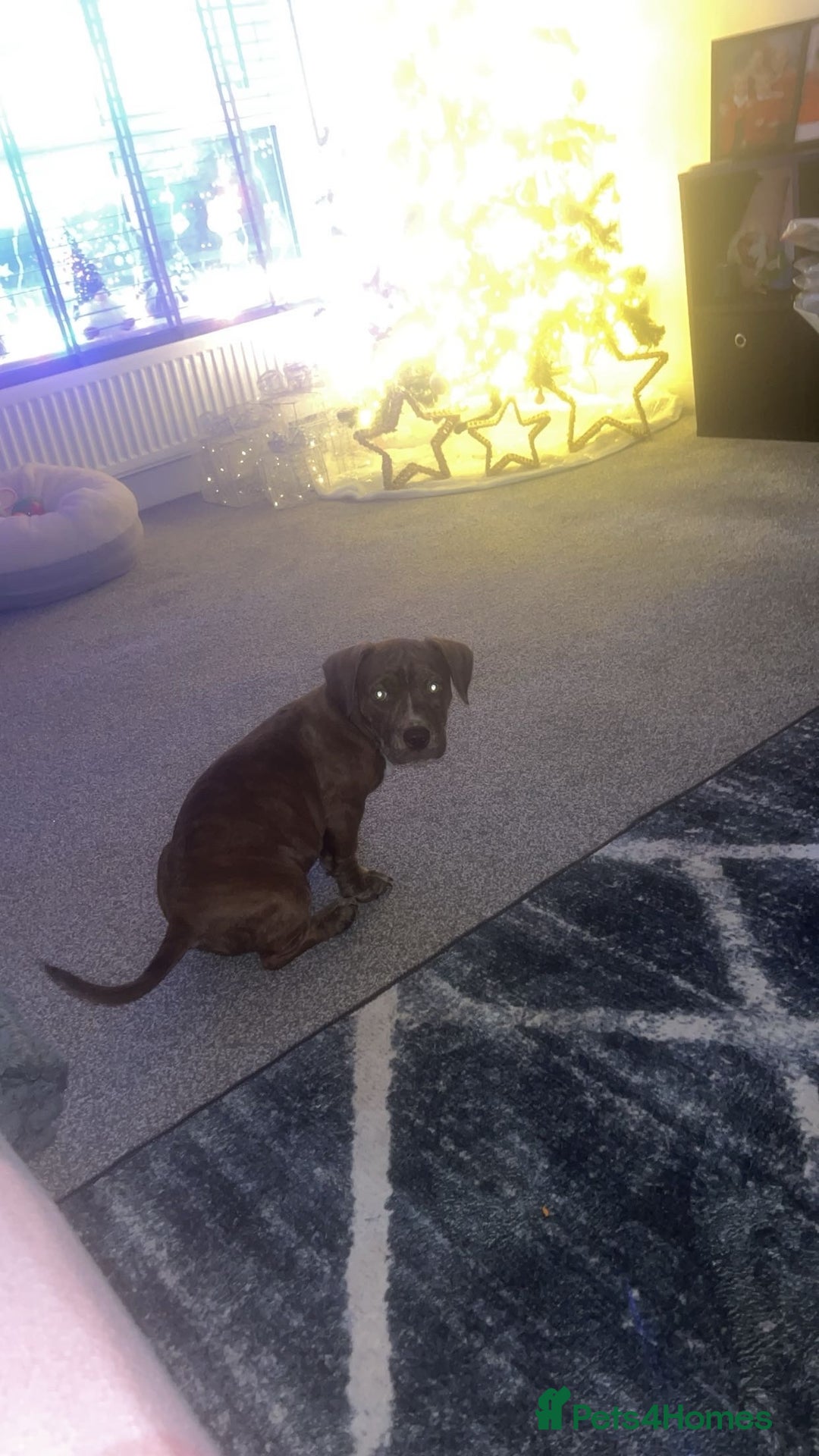 Mixed Breed dogs for sale: Rehome - Advert 2