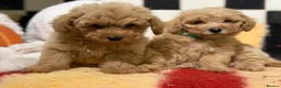 Poochon dogs for sale: Stunning litter of poochons ready now - Advert 13
