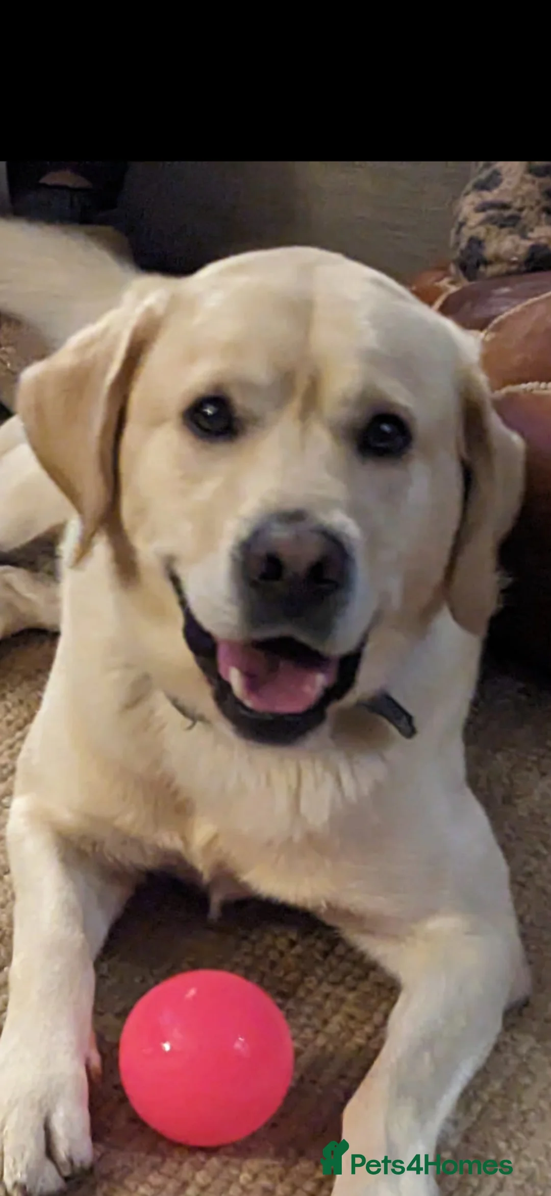 Mixed Breed dogs for sale: 5 year old male lab looking for a new home - Advert 1