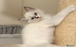 Ragdoll cats for sale: Gentle, Affectionate, Cuddly, Playful Kittens - Image 5