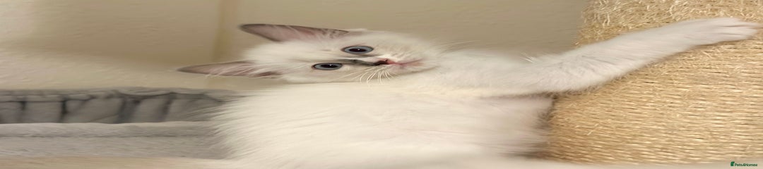 Silver - Sandy