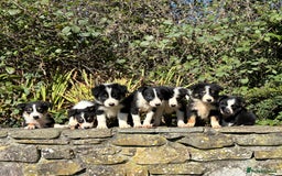 Border Collie dogs for sale: Gorgeous Border Collie Pups - Image 2