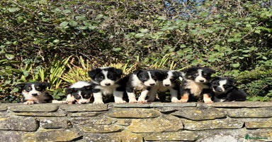 Border Collie dogs - Advert 12
