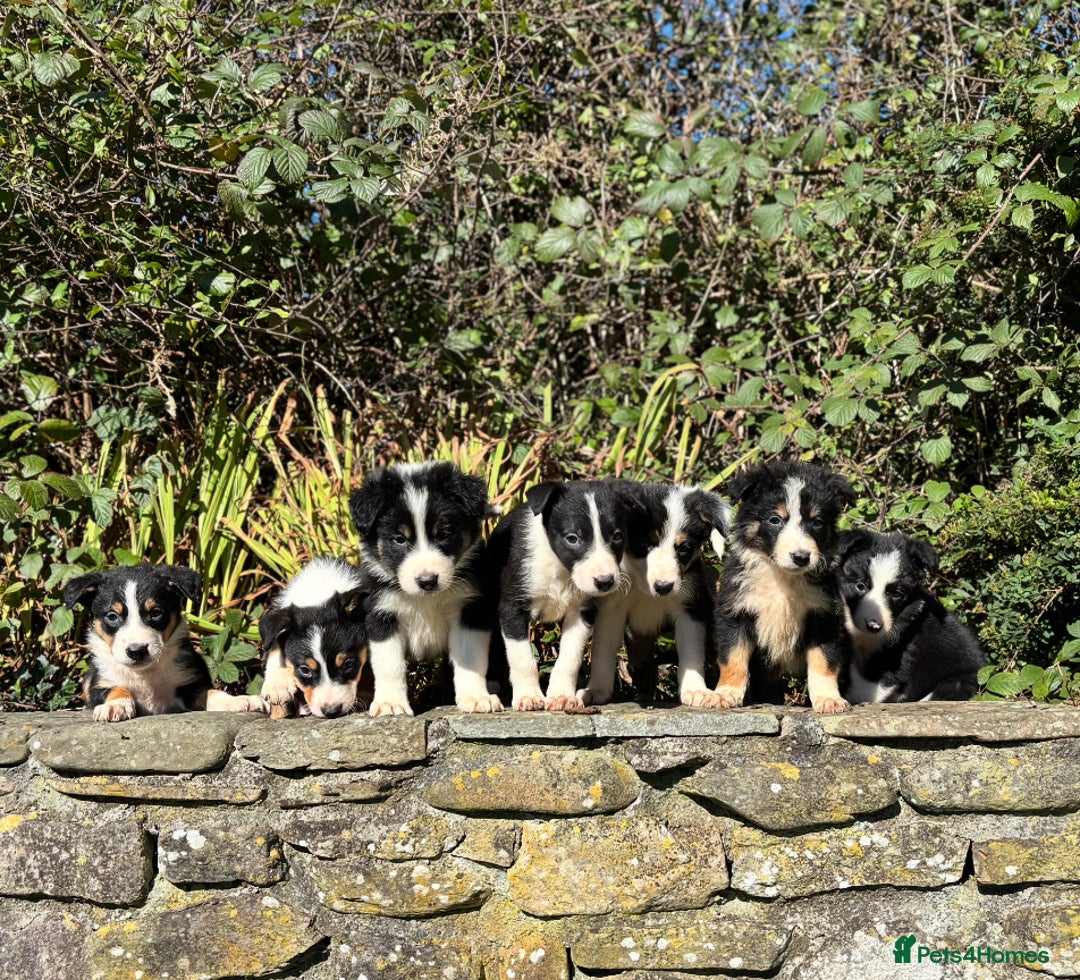 Border Collie dogs for sale: Gorgeous Border Collie Pups - Image 2