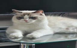 Ragdoll cats for sale: 5 GCCF Pedigree Ragdoll kittens for sale - Image 4