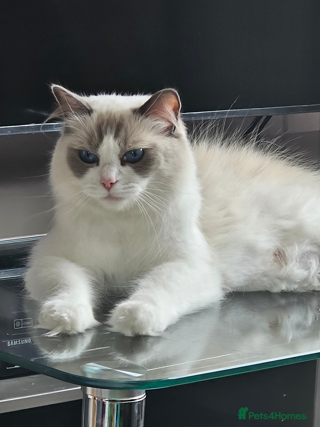 Ragdoll cats for sale: 5 GCCF Pedigree Ragdoll kittens for sale - Image 4