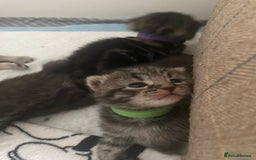 Mixed Breed cats for sale: 2 girl long haired tabby kittens  - Image 19