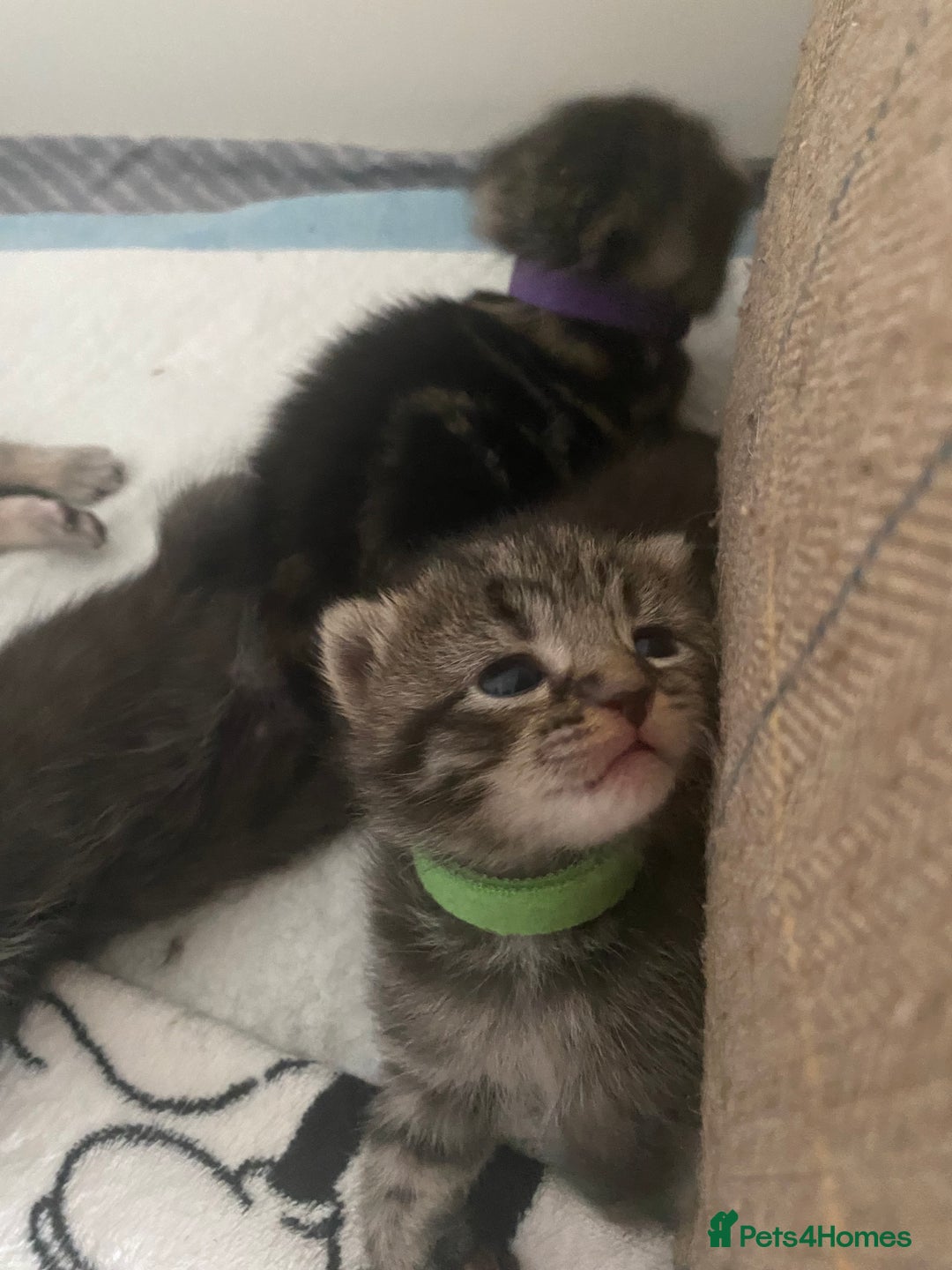 Mixed Breed cats for sale: 2 girl long haired tabby kittens  - Image 19