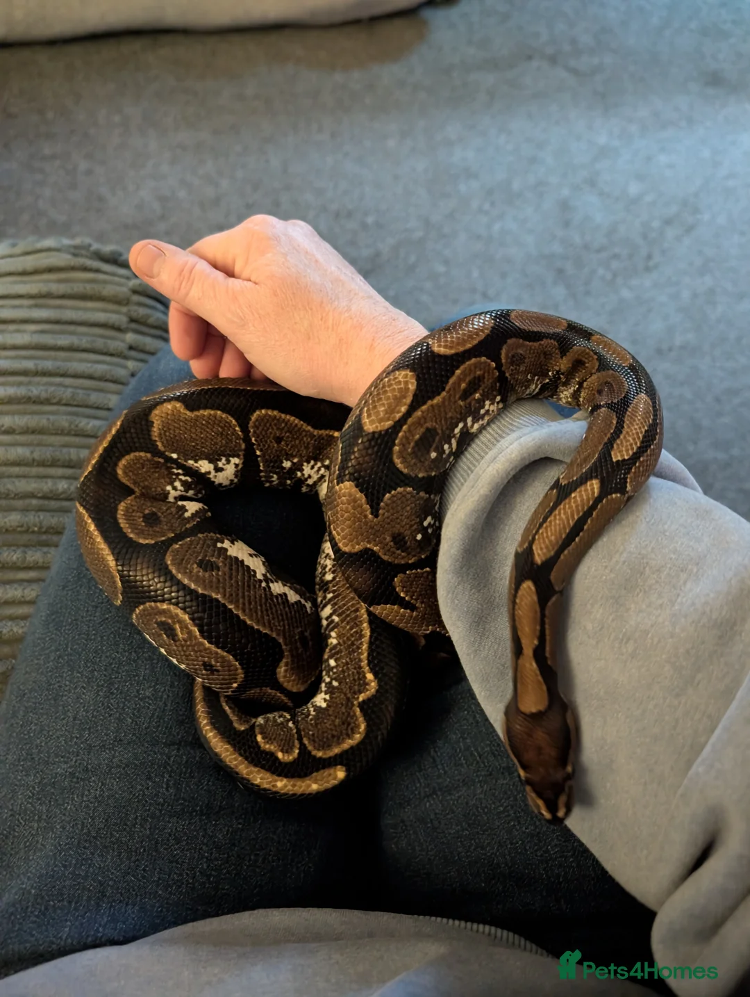 Python Snake reptiles for sale: Female Calico Royal Python  - Advert 1