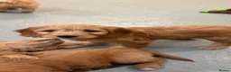 Mini Goldendoodle dogs for sale: F1 miniature Goldendoodle puppies. - Advert 19