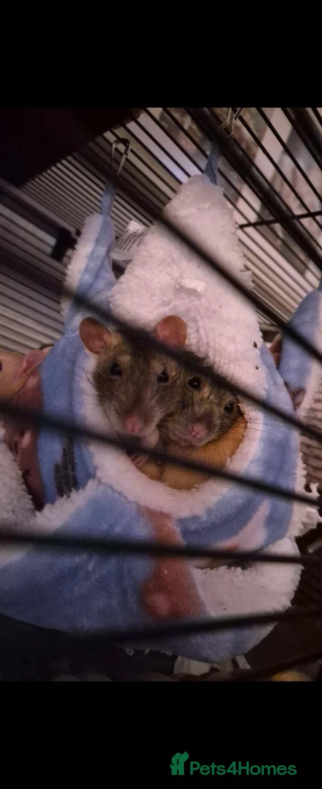 Rat rodents for sale: 3 fancy rats.  in Stoke-on-Trent - Advert 5