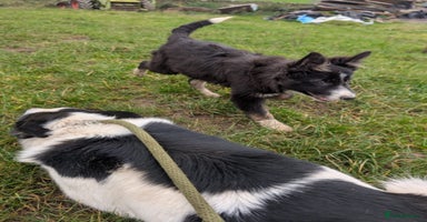 Border Collie dogs - Advert 6