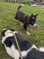 Border Collie dogs - Advert 10